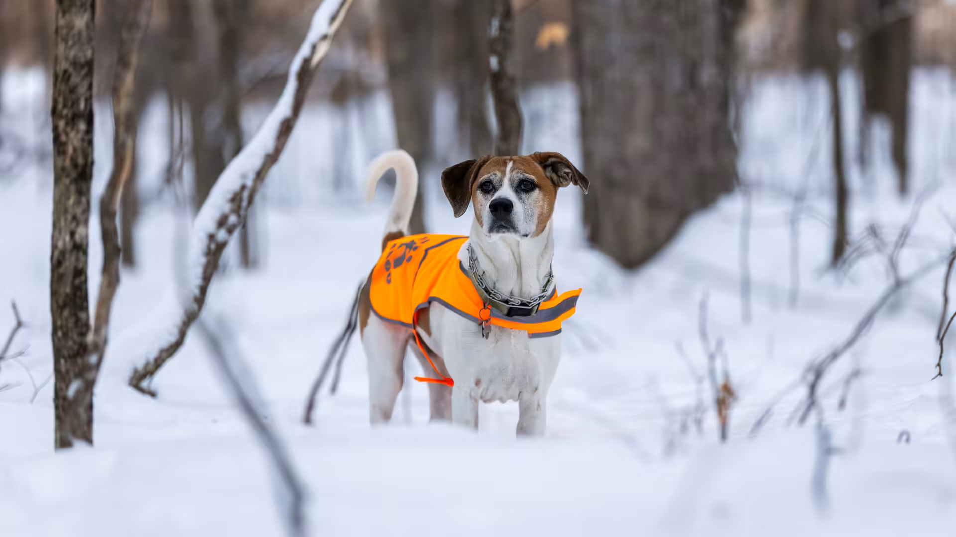 Boutique Aus deux Colombes